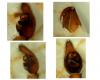 Trochosa terricola